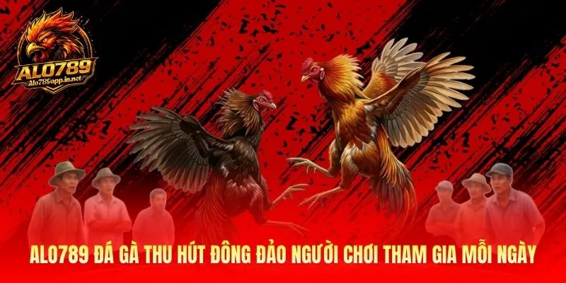 Alo789 đá gà thu hút đông đảo người chơi tham gia mỗi ngày