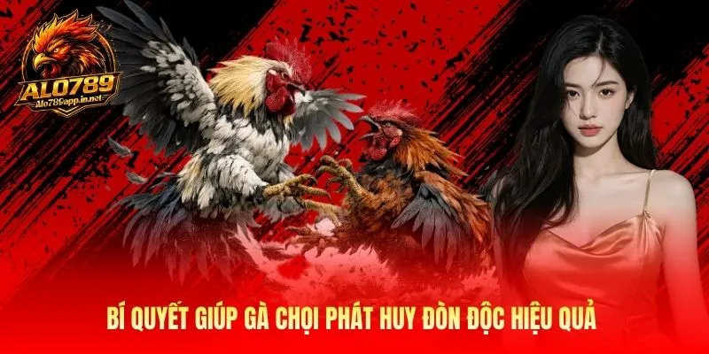 Bí quyết giúp gà chọi phát huy đòn độc hiệu quả