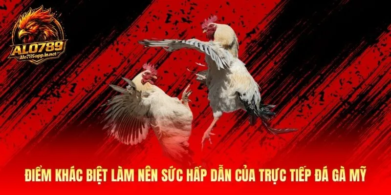 Điểm khác biệt làm nên sức hấp dẫn của trực tiếp đá gà Mỹ