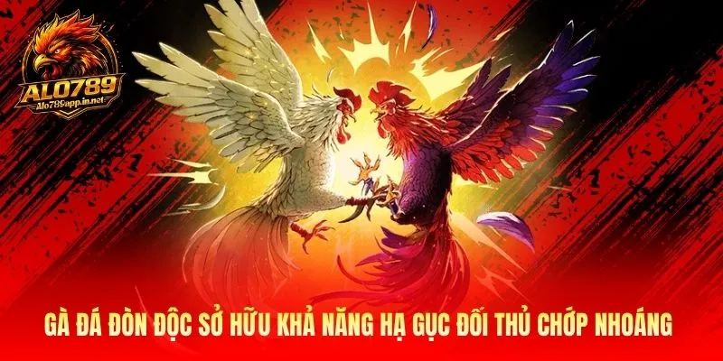 Gà đá đòn độc sở hữu khả năng hạ gục đối thủ chớp nhoáng
