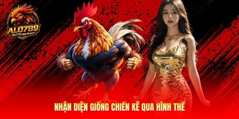 Nhận diện giống chiến kê qua hình thể