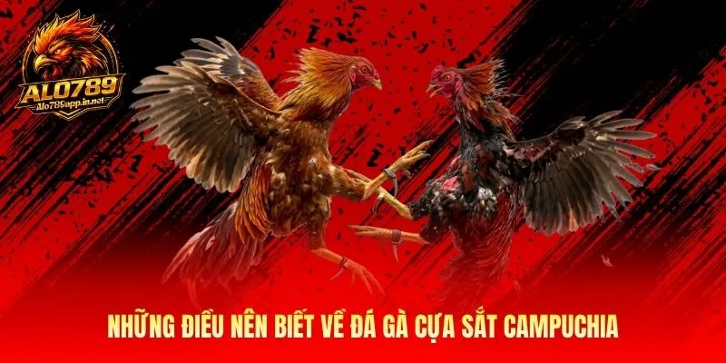 Những điều nên biết về đá gà cựa sắt Campuchia