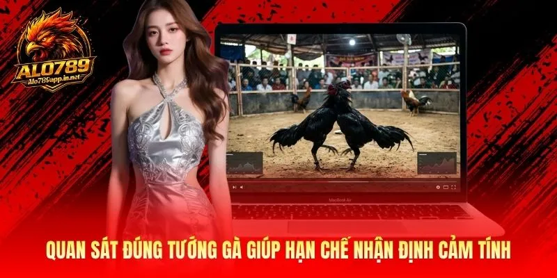 Quan sát đúng tướng gà giúp hạn chế nhận định cảm tính